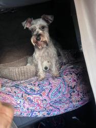 Lost Male Dog last seen Macon Georgia, Macon, GA 31201