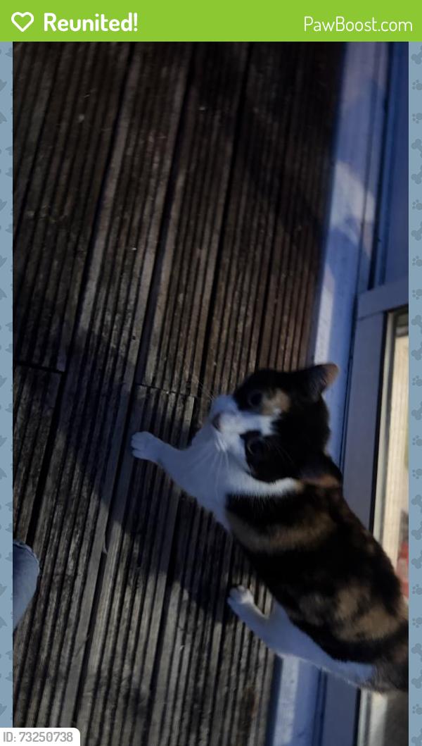 Reunited Unknown Cat last seen St marry cray, Greater London, England BR5 3AN