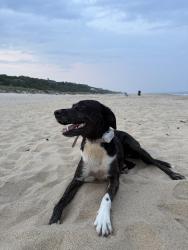 Reunited Female Dog last seen Wavecrest, Montauk, NY 11954