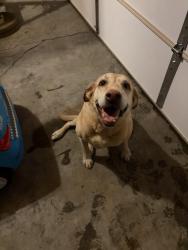Reunited Male Dog last seen Shelby Ln/Jacks Creek Pike, Lexington, KY 40515