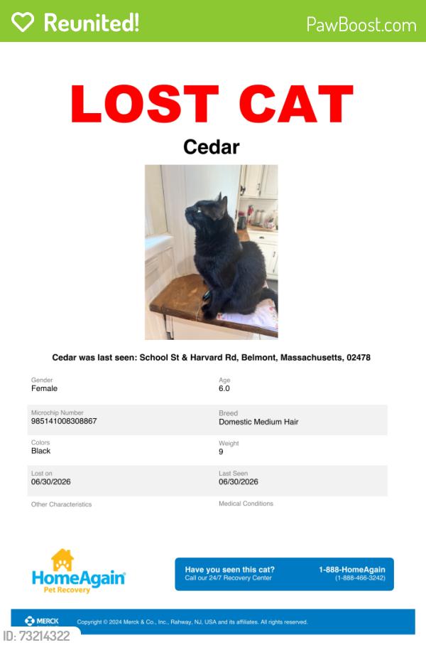 Reunited Female Cat last seen School St & Harvard Rd, Belmont, MA, Belmont, MA 02478
