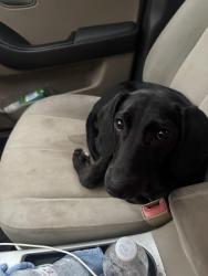 Found/Stray Female Dog last seen woodland ave, Columbus, OH 43219