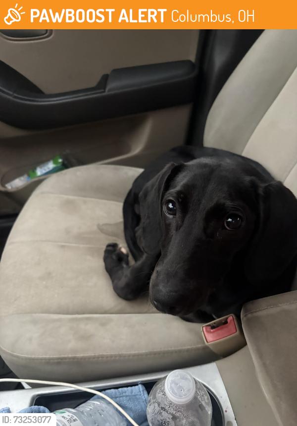 Found/Stray Female Dog last seen woodland ave, Columbus, OH 43219