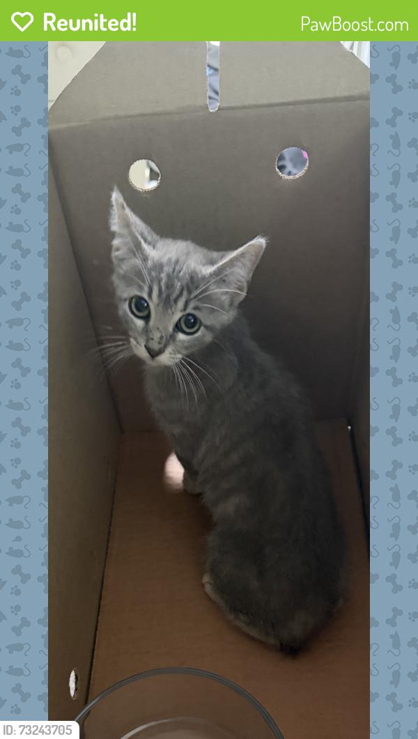 Reunited Female Cat last seen Lofts at Pecan Ridge / Walter Stephenson Rd, Midlothian, TX 76065