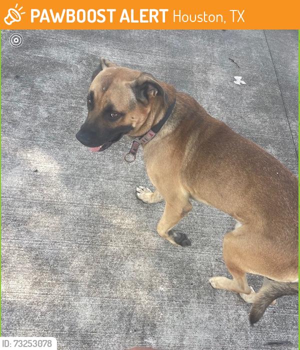 Found/Stray Male Dog last seen Theall and Hollister, Houston, TX 77066
