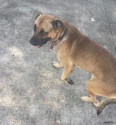 Found/Stray Male Dog last seen Theall and Hollister, Houston, TX 77066