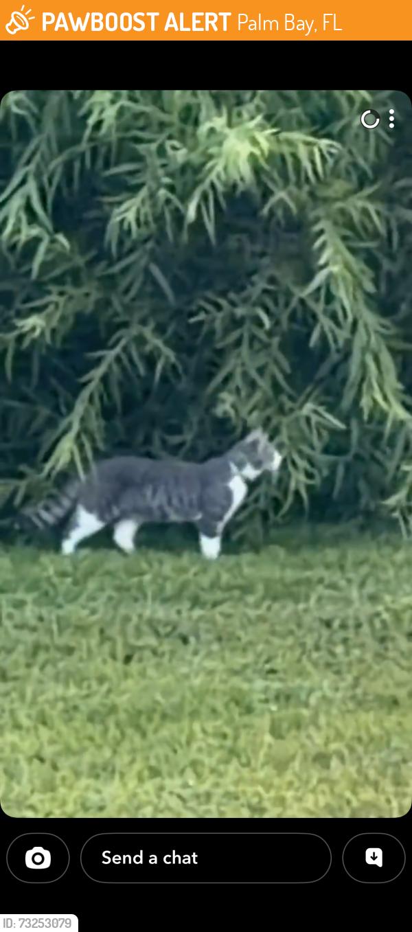 Found/Stray Unknown Cat last seen In the Isla apmts complex property on the corner of Jasl and San Flilippo, Palm Bay, FL 32909