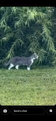 Found/Stray Unknown Cat last seen In the Isla apmts complex property on the corner of Jasl and San Flilippo, Palm Bay, FL 32909
