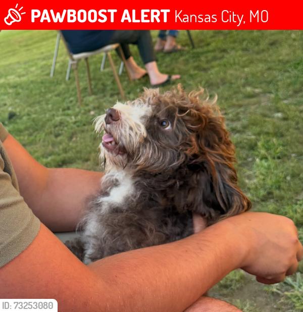 Lost Male Dog last seen Truman hosp, Kansas City, MO 64064