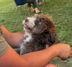 Lost Male Dog last seen Truman hosp, Kansas City, MO 64064