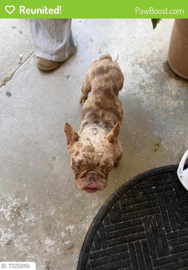 Reunited Male Dog last seen Paramount Dr, Riverside, CA 92509, USA, Jurupa Valley, CA 92509