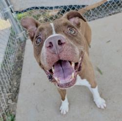 Shelter Stray Male Dog last seen CHARLOTTE, 8315 Byrum Dr, Charlotte, NC 28217, USA