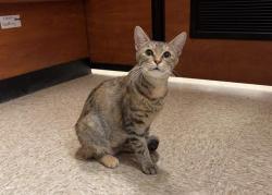 Shelter Stray Female Cat last seen CHARLOTTE, 8315 Byrum Dr, Charlotte, NC 28217, USA
