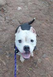 Shelter Stray Female Dog last seen CHARLOTTE, 8315 Byrum Dr, Charlotte, NC 28217, USA