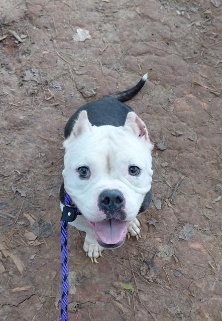 Shelter Stray Female Dog last seen CHARLOTTE, 8315 Byrum Dr, Charlotte, NC 28217, USA