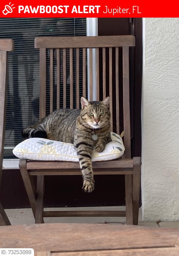 Lost Male Cat last seen Rialto community, Jupiter, FL 33458