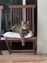 Lost Male Cat last seen Rialto community, Jupiter, FL 33458