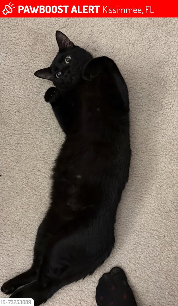 Lost Male Cat last seen Next to the Poinciana Valencia College in the Bella Parc Residence, Kissimmee, FL 34746