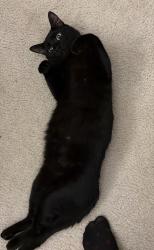 Lost Male Cat last seen Next to the Poinciana Valencia College in the Bella Parc Residence, Kissimmee, FL 34746