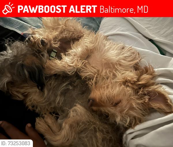 Lost Male Dog last seen Patterson park, Baltimore, MD 21231