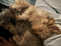 Lost Male Dog last seen Patterson park, Baltimore, MD 21231