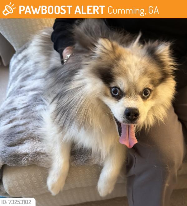 Found/Stray Male Dog last seen Near Peachtree Pkwy, Cumming, GA 30041, Cumming, GA 30041