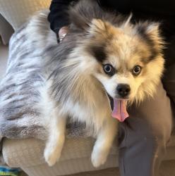 Found/Stray Male Dog last seen Near Peachtree Pkwy, Cumming, GA 30041, Cumming, GA 30041
