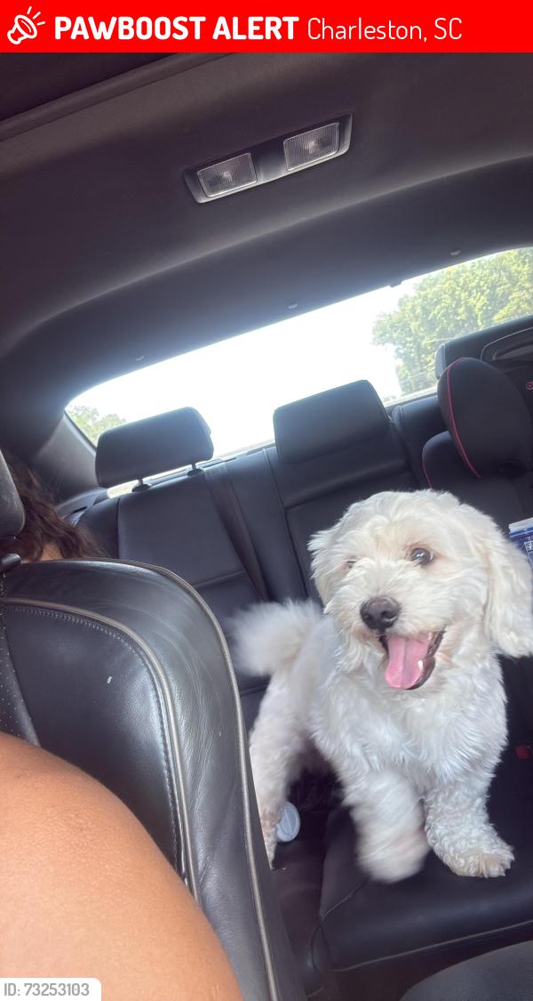 Lost Male Dog last seen Near Elm Rd, Charleston, SC 29414