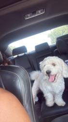 Lost Male Dog last seen Near Elm Rd, Charleston, SC 29414
