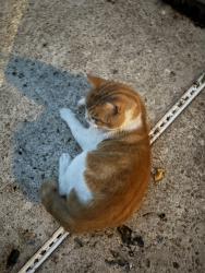 Found/Stray Male Cat last seen McNamara Street, Mandeville, LA 70448