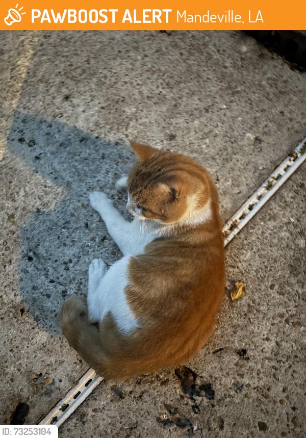 Found/Stray Male Cat last seen McNamara Street, Mandeville, LA 70448