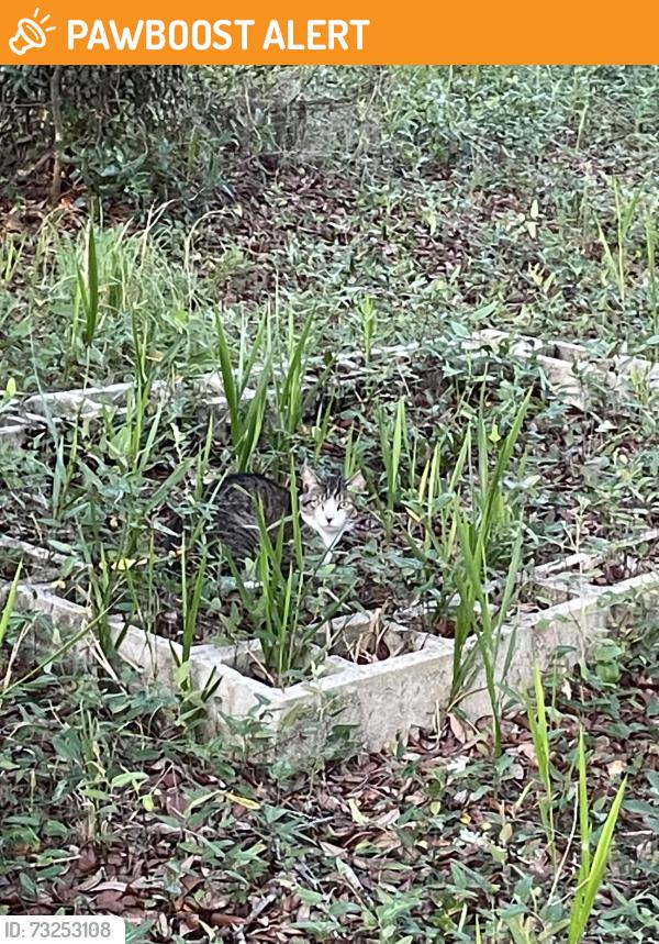 Found/Stray Unknown Cat last seen Oakwood court, Columbia County, FL 32024