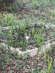 Found/Stray Unknown Cat last seen Oakwood court, Columbia County, FL 32024