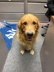 Found/Stray Male Dog last seen CSUSB, San Bernardino, CA 92407