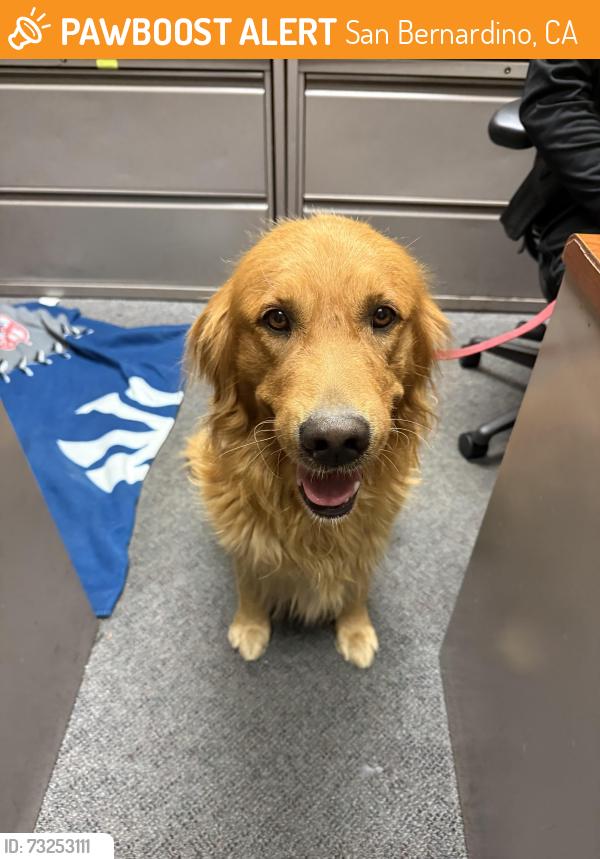 Found/Stray Male Dog last seen CSUSB, San Bernardino, CA 92407