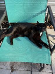 Lost Male Cat last seen in the woods behind my hse, Fayetteville, NC 28312