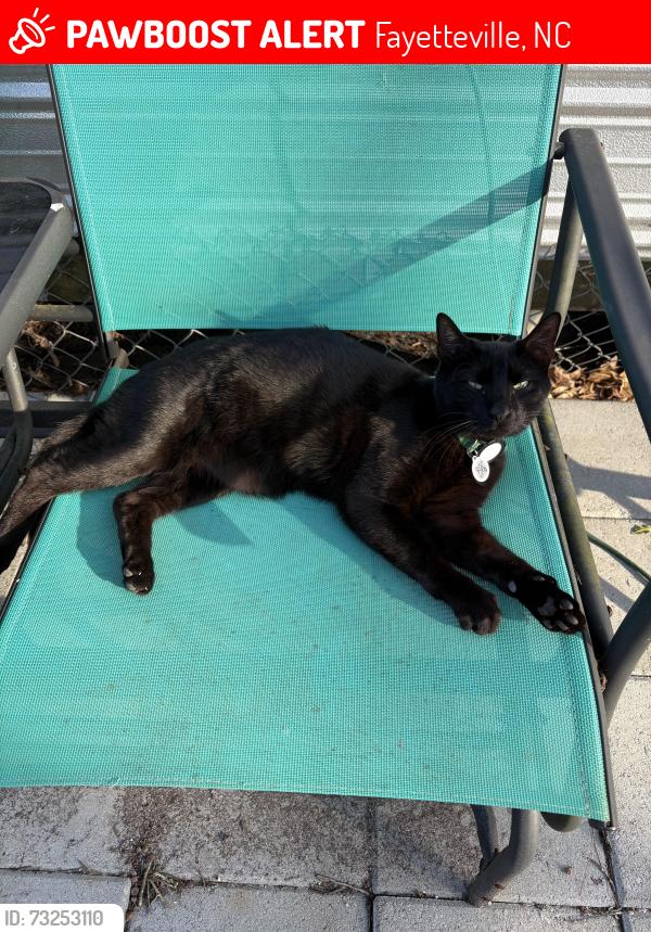 Lost Male Cat last seen in the woods behind my hse, Fayetteville, NC 28312
