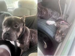 Found/Stray Unknown Dog last seen Raynor drive and miller st, New Bern, NC 28560