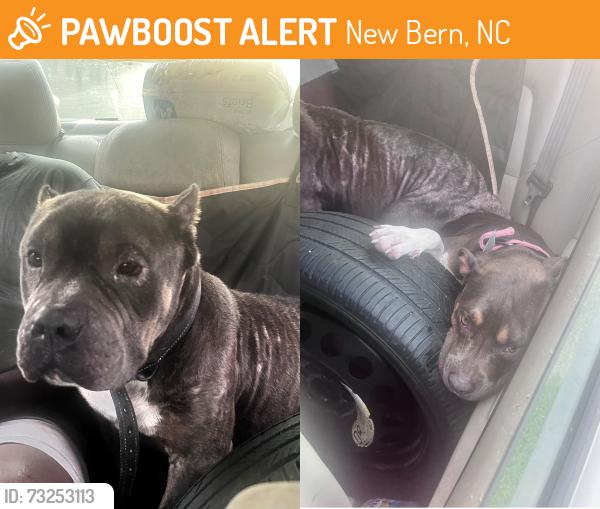 Found/Stray Unknown Dog last seen Raynor drive and miller st, New Bern, NC 28560
