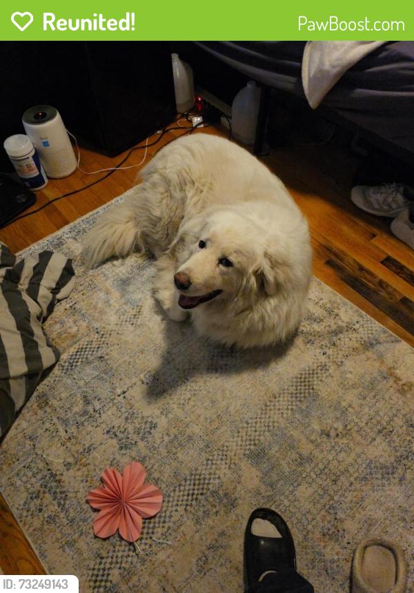 Reunited Male Dog last seen Lockwood drive, Middletown, MD 21769