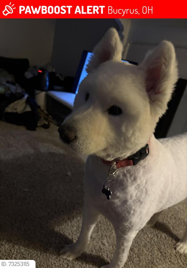 Lost Male Dog last seen Wise st, Bucyrus, OH 44820
