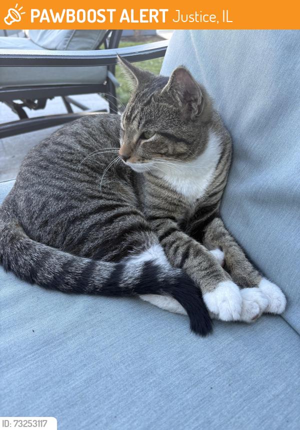 Found/Stray Male Cat last seen Cronin and 76th, Justice, IL 60458