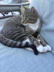 Found/Stray Male Cat last seen Cronin and 76th, Justice, IL 60458