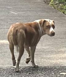 Found/Stray Unknown Dog last seen Clifton and Ponce de Leon (Specifically, Frazier Center)), Atlanta, GA 30307