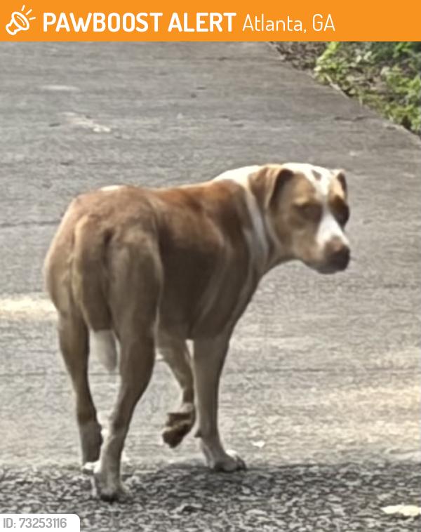 Found/Stray Unknown Dog last seen Clifton and Ponce de Leon (Specifically, Frazier Center)), Atlanta, GA 30307