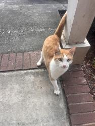 Found/Stray Male Cat last seen Close to downtown North Augusta and Hammond’s Ferry, North Augusta, SC 29841