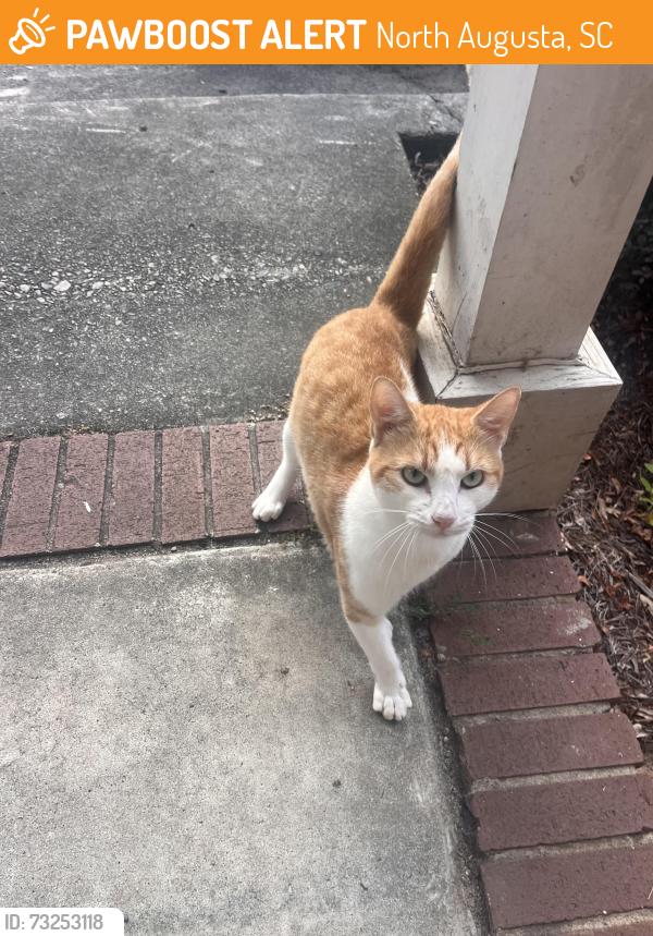 Found/Stray Male Cat last seen Close to downtown North Augusta and Hammond’s Ferry, North Augusta, SC 29841