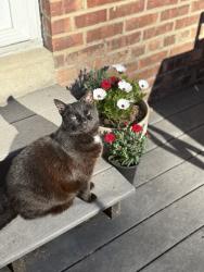 Lost Male Cat last seen Amanda way, Schenectady, NY 12309