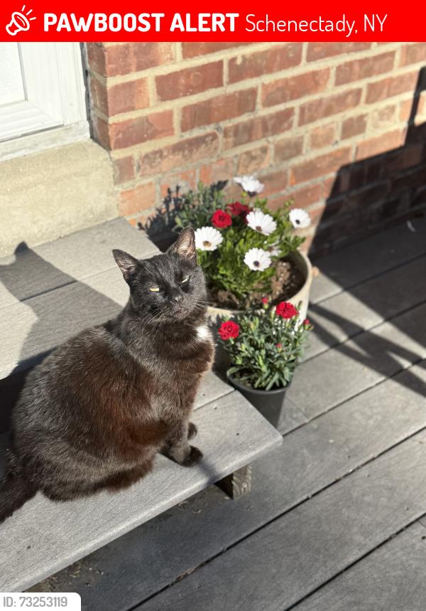 Lost Male Cat last seen Amanda way, Schenectady, NY 12309