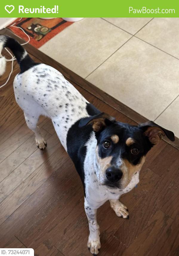 Reunited Male Dog last seen Near Deland Dr, West Springfield, VA 22152